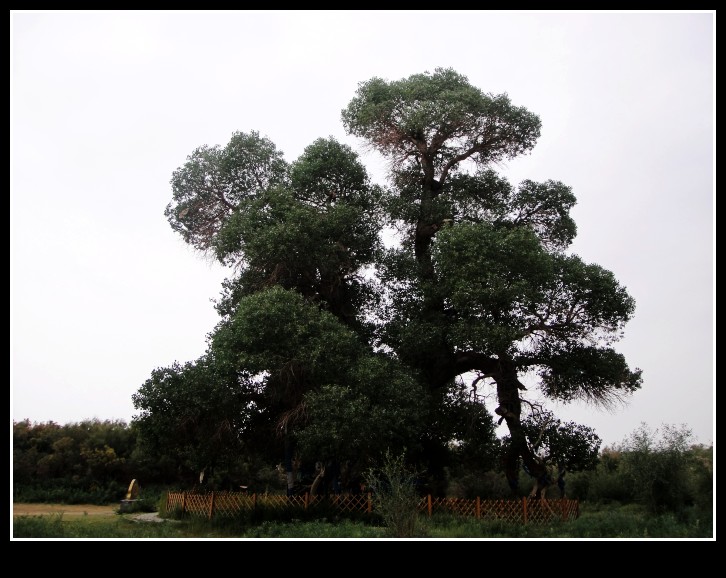dsc04108_conew1.jpg