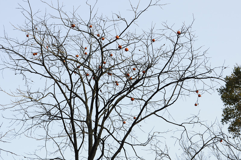 2013կ 110_.jpg