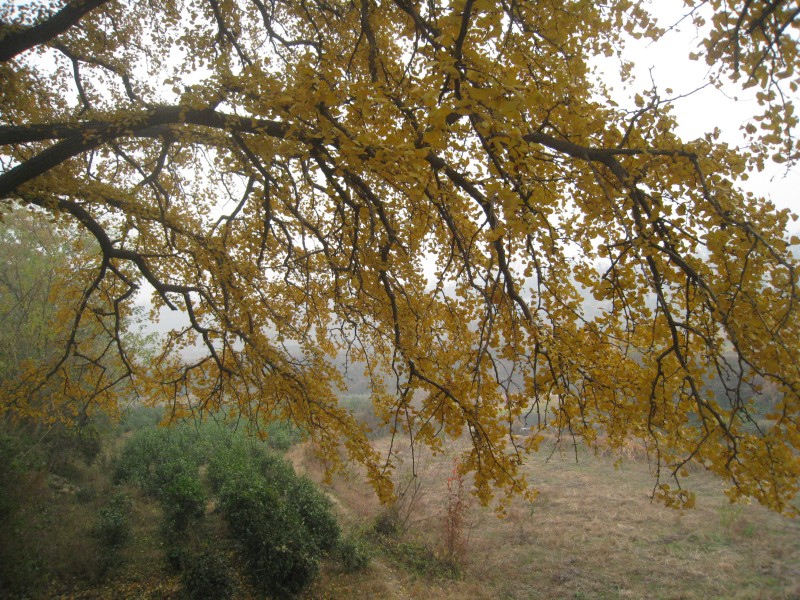 conew_img_4362.jpg