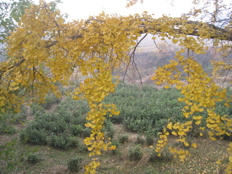 conew_img_4382.jpg