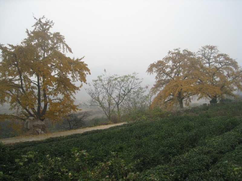 conew_img_4385.jpg