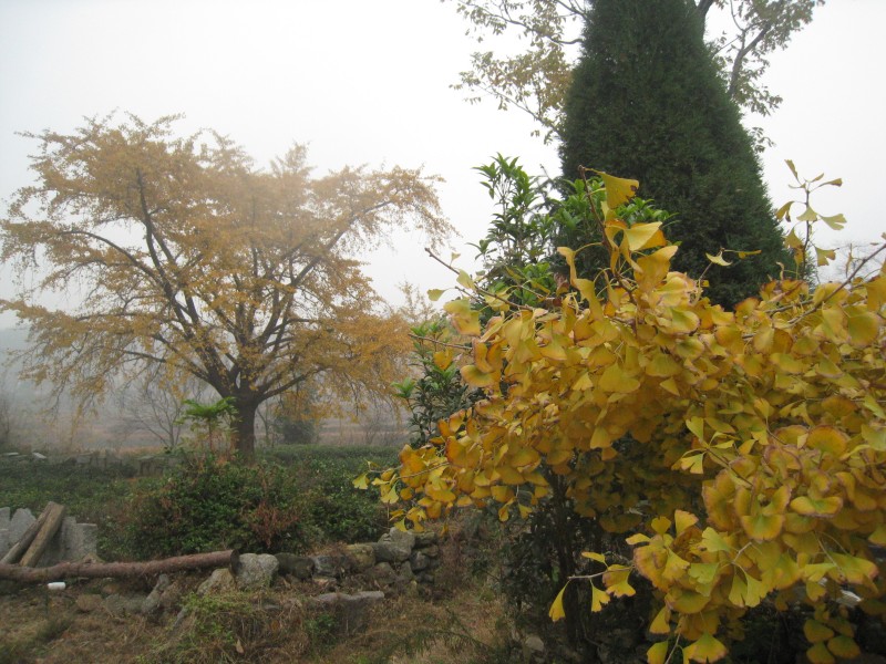 conew_img_4404.jpg