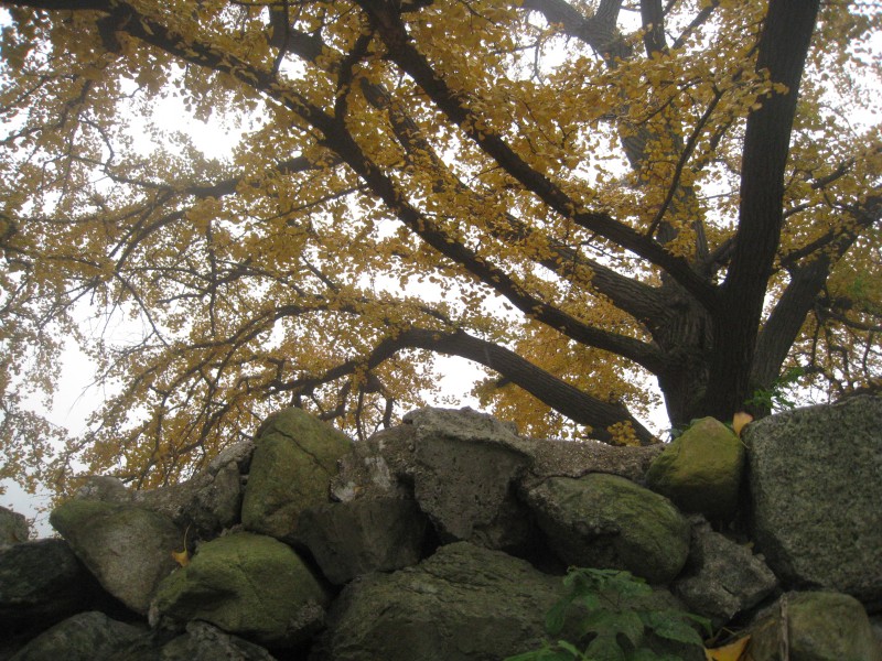 conew_img_4451.jpg