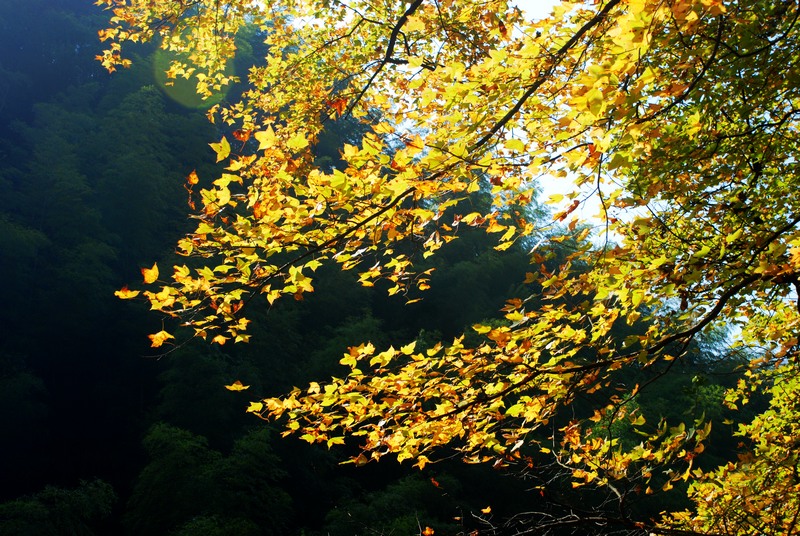 dsc_0222.jpg
