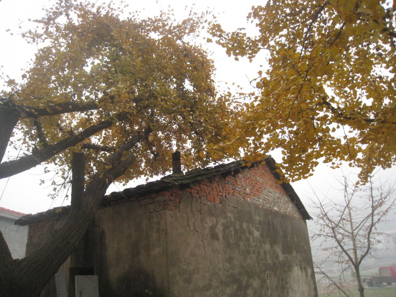 conew_img_4481.jpg