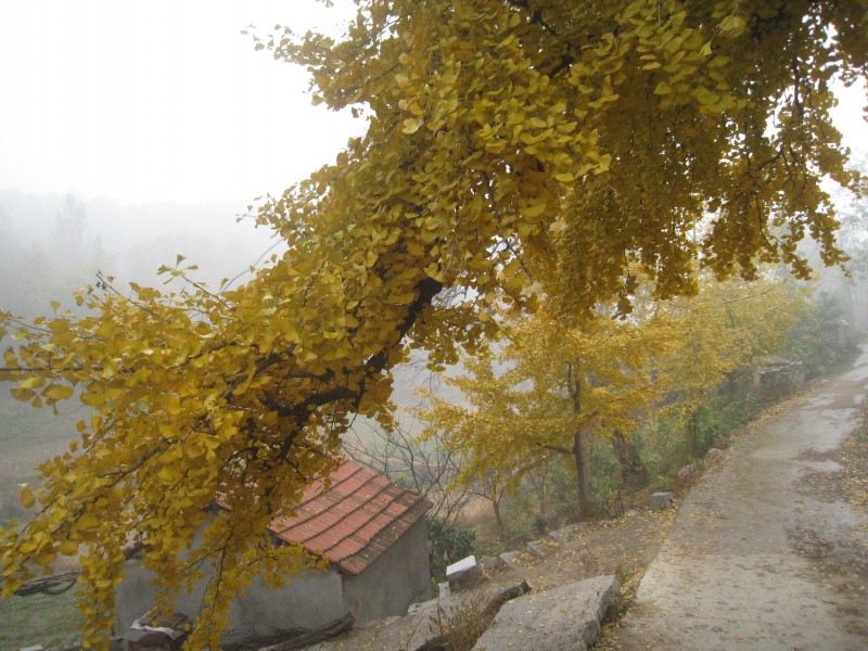 conew_img_4487.jpg