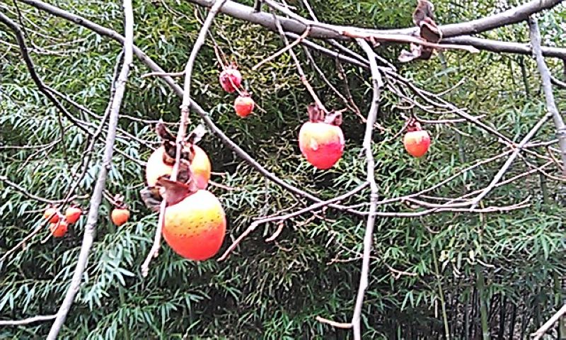 neo_img_imag5927.jpg