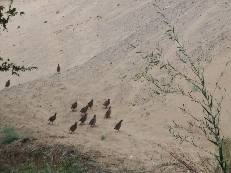 dscf0454.jpg