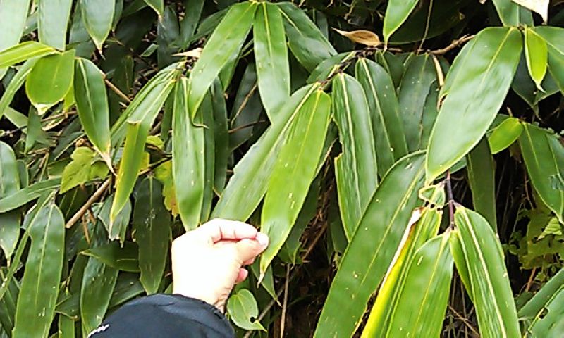 neo_img_imag5906.jpg