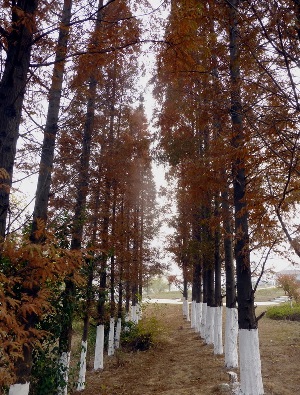 p1150096.jpg