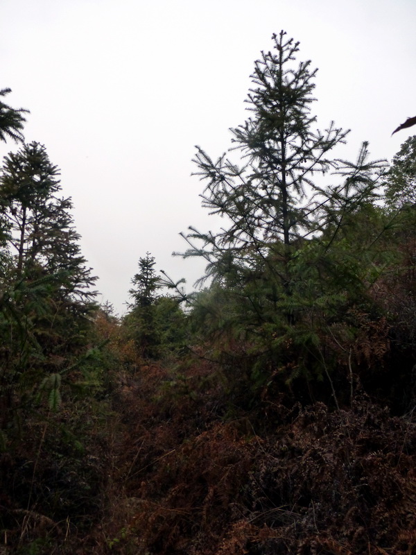 p1150154.jpg