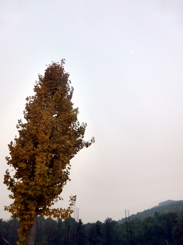 p1150160.jpg