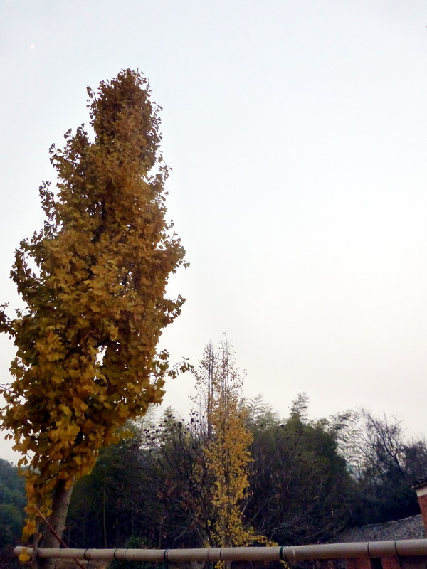 p1150162.jpg
