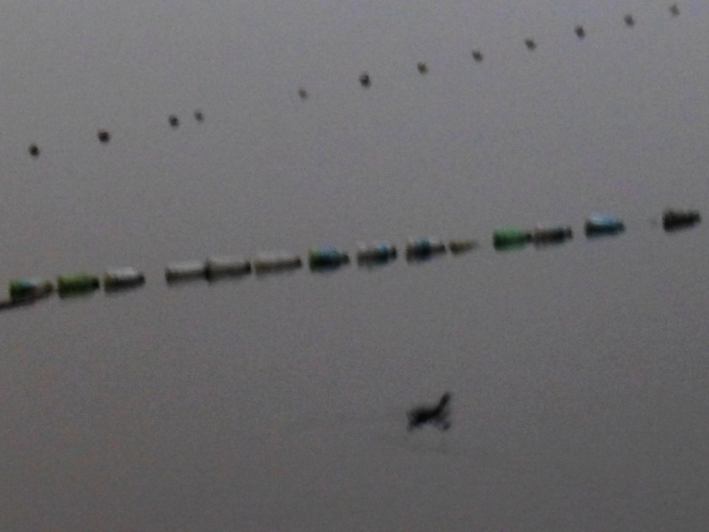 p1150188.jpg