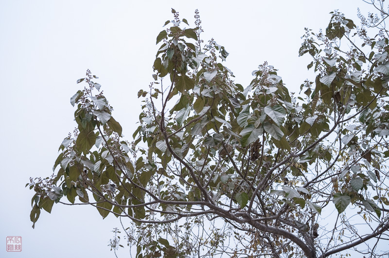 l1002760.jpg