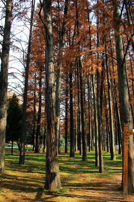 img_1065_СС_СС.jpg