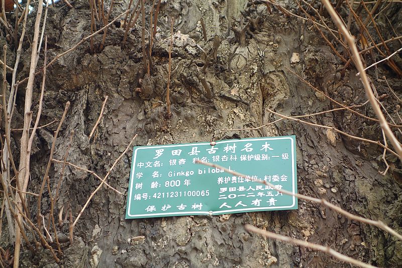 dsc05241.jpg