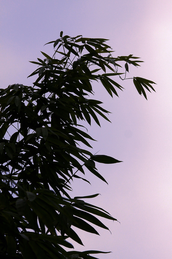 neo_img_img_5333___.jpg