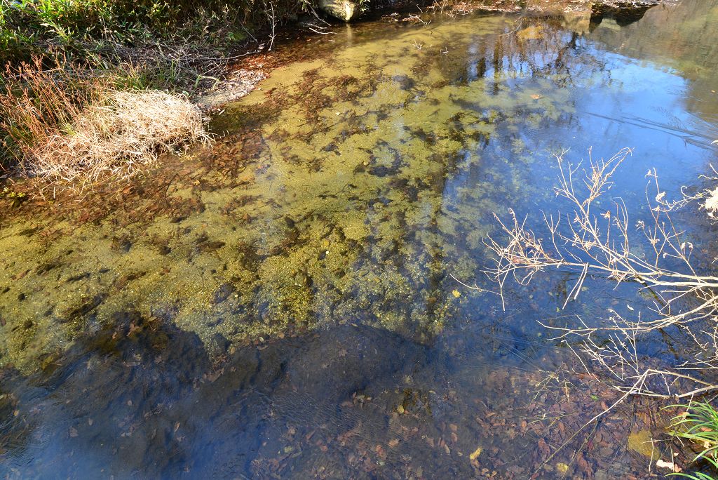 dsc_2199_Ŀѹ.jpg