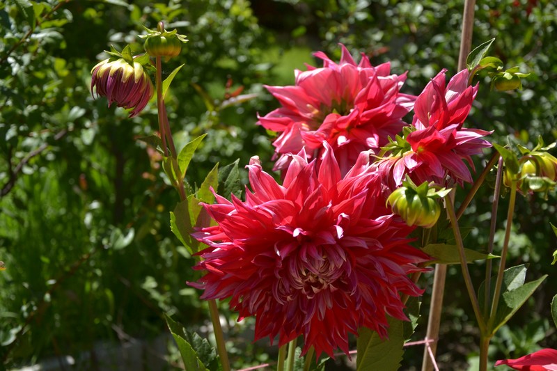 dsc_2895.jpg