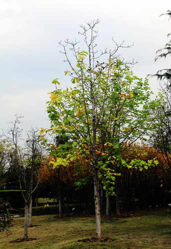 img_0657_СС.jpg