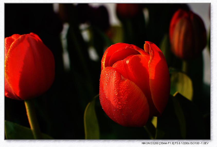 dsc_2981.jpg