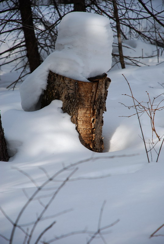 dsc_4603.jpg