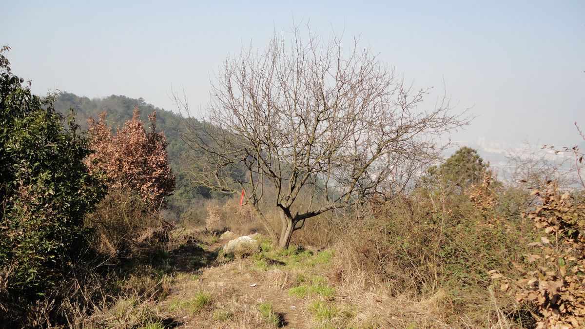 neo_img_dsc01533.jpg
