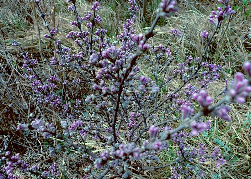 l1410411.jpg