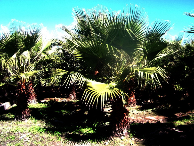 dscf0420.jpg