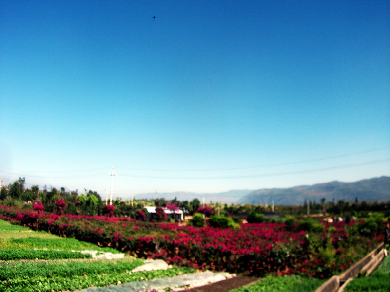 dscf0421.jpg