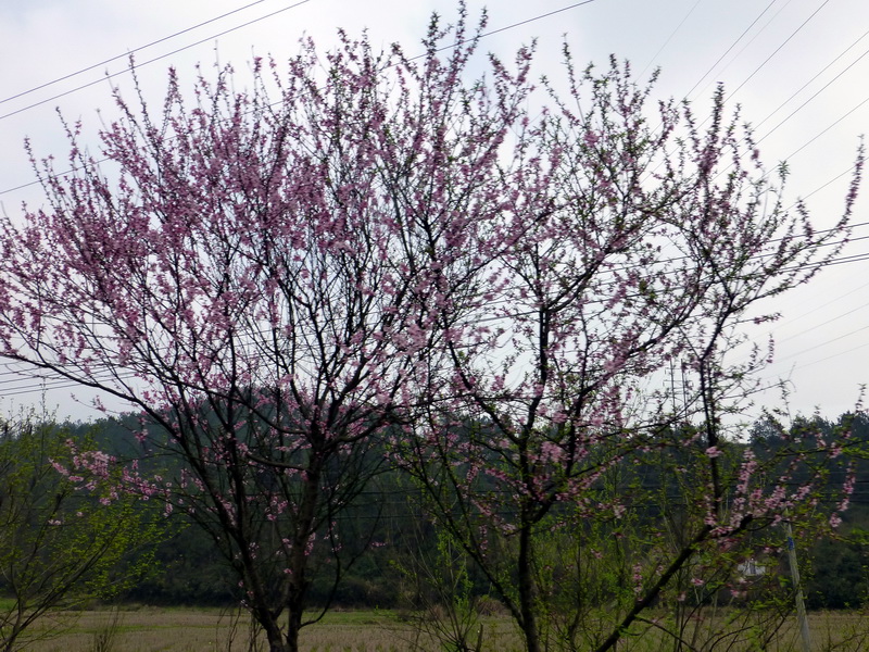 p1030889.jpg