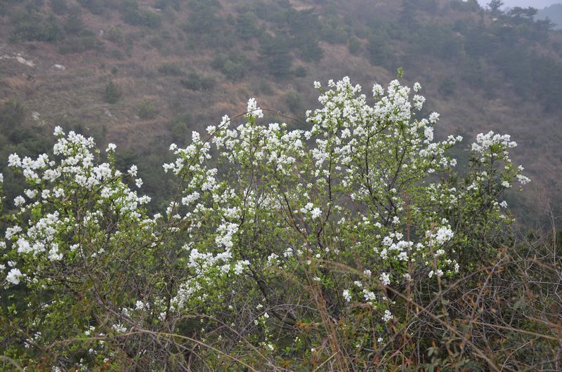 dsc_0838a.jpg