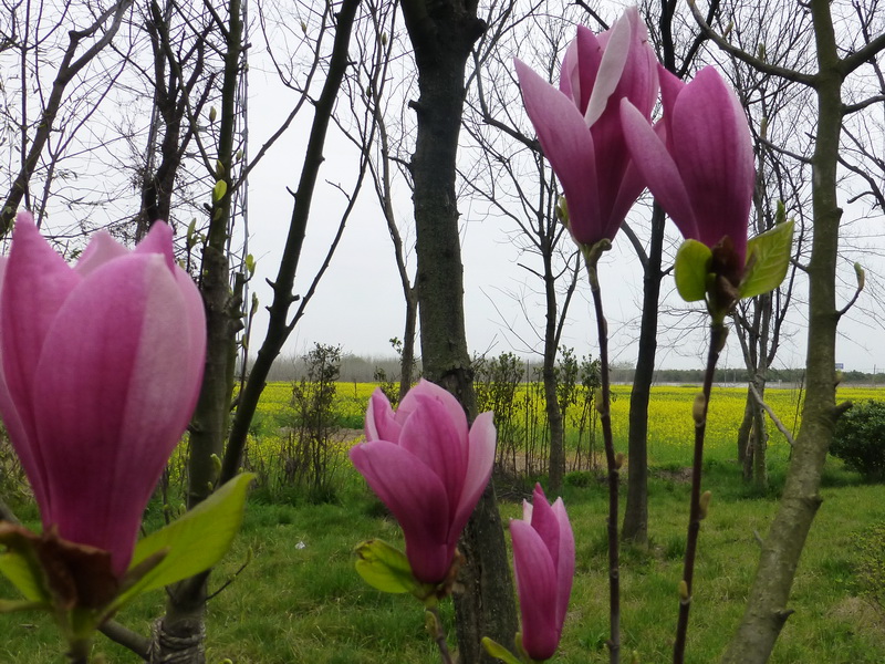 p1050099.jpg