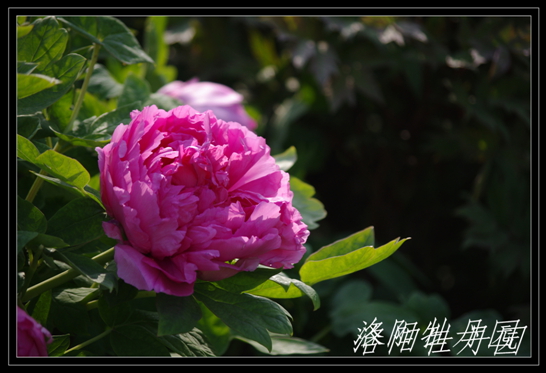 imgp6109.jpg