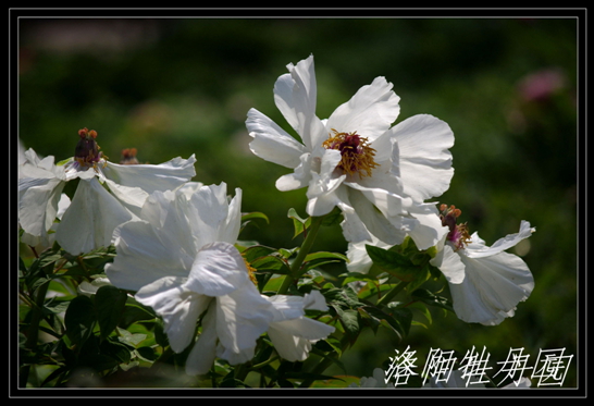imgp6216.jpg