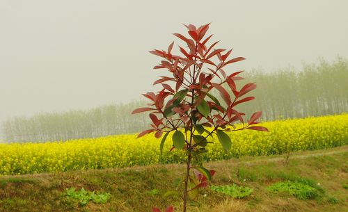 dsc00324.jpg