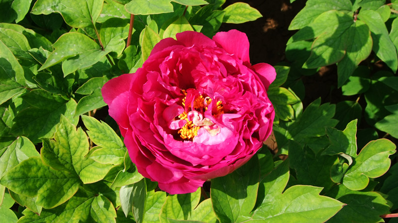 dscf9066_.jpg