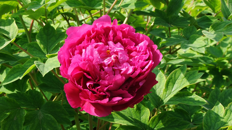 dscf9067_.jpg