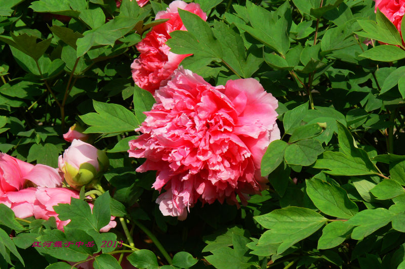 p1260557.jpg