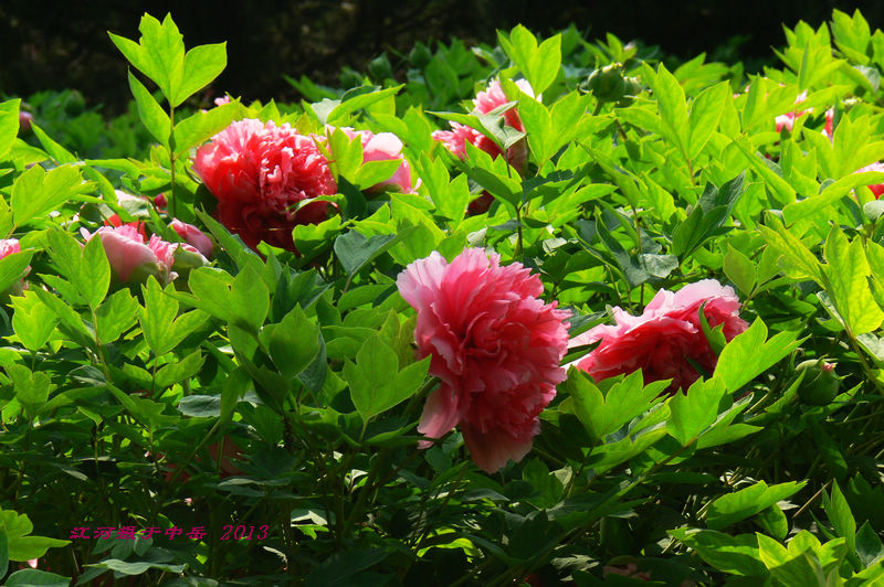 p1260562.jpg