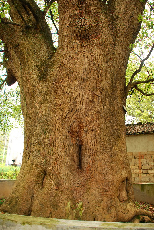 dsc_6223.jpg