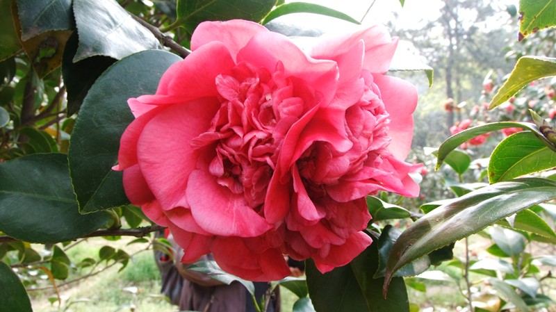 dscf8859_.jpg