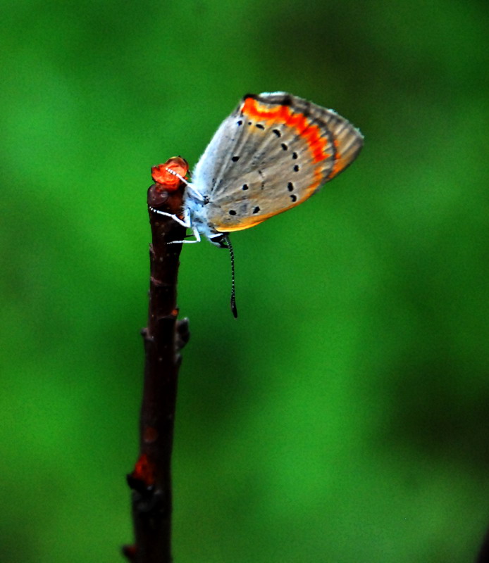 dsc_7915.jpg