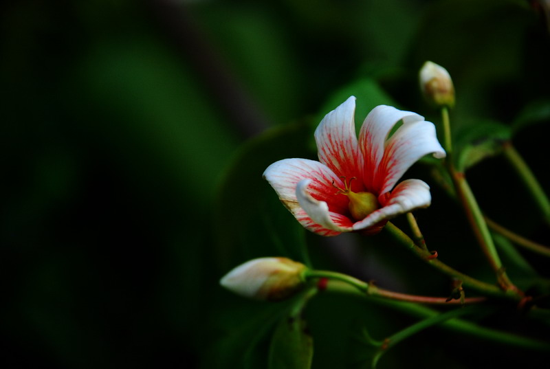 dsc_7980.jpg