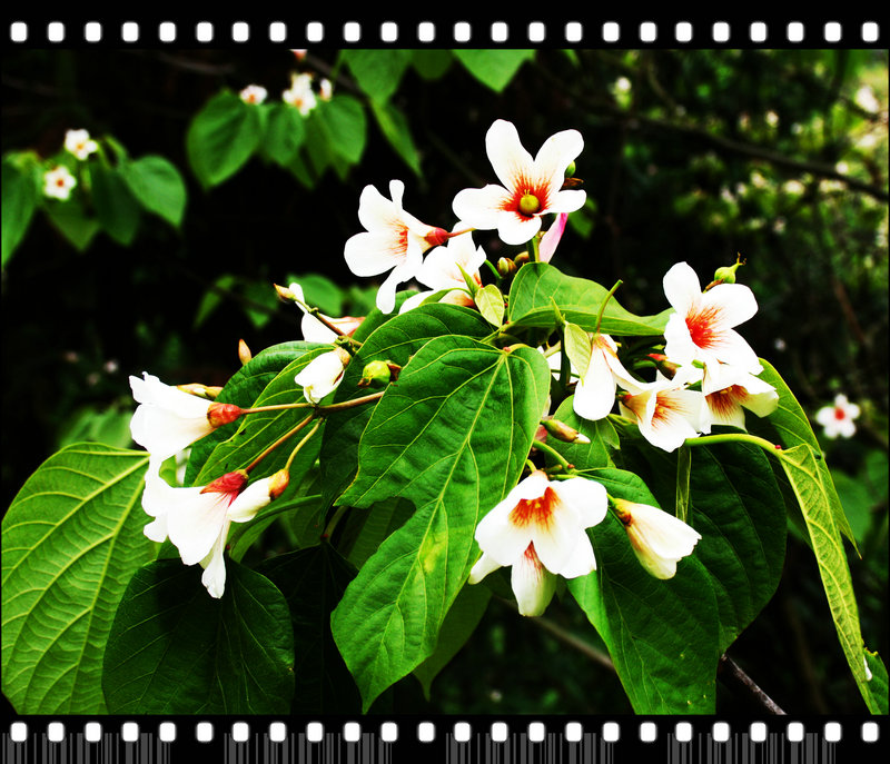 Ƭ 066.jpg