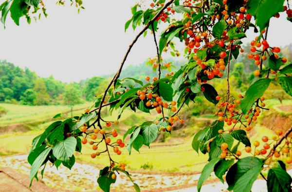 _dsc6142_.jpg