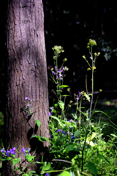 _dsc9070.jpg