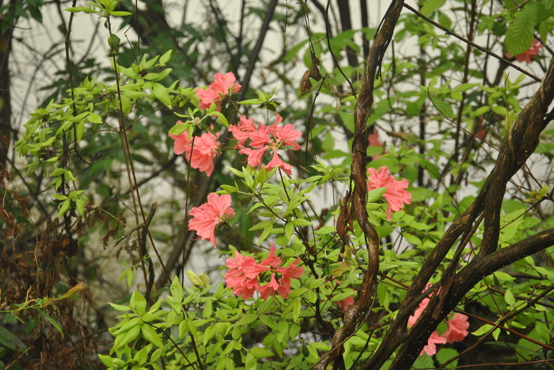 dsc_0086.jpg