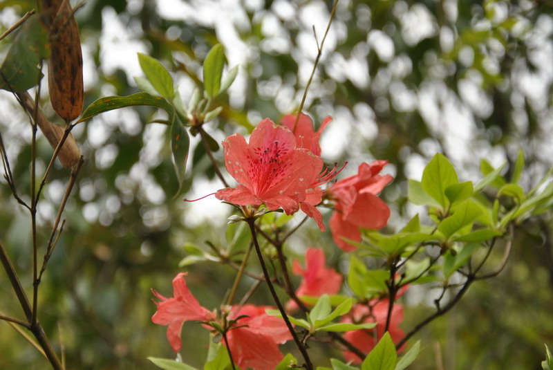 dsc_0115.jpg